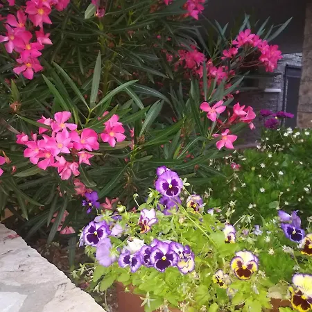 Diana's Vlore